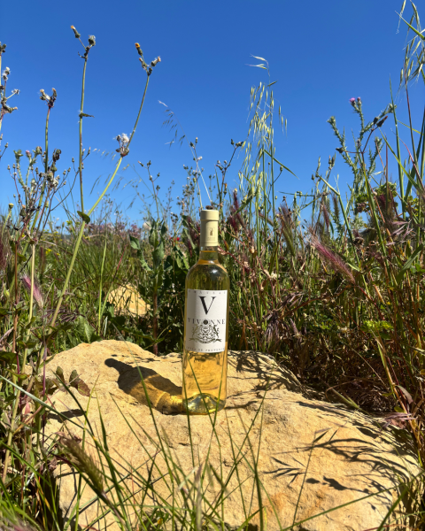 Organiser une fête d’anniversaire en petit groupe dans un vignoble calme à Six-Fours-les-Plages avec salle et espace extérieur