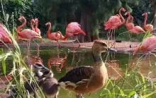 Une Évasion Tropicale et Familiale Sanary-sur-Mer Zoa